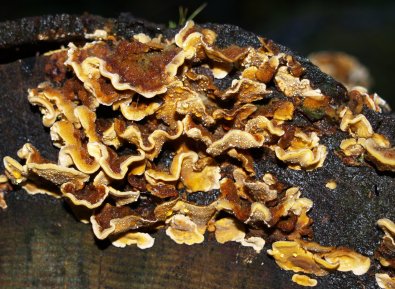 fungus