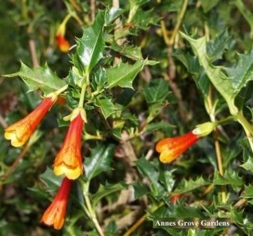 Flowers in Annes Grove Gardens, Co. Cork Ireland