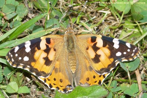 Tortoiseshell Butterfly