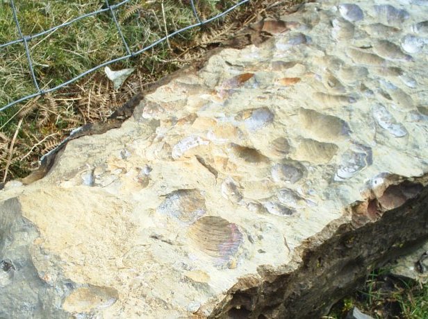 12. Fossil bearing rock, Gunnerside Ghyll walk, Swaledale, Yorkshire Dales, England