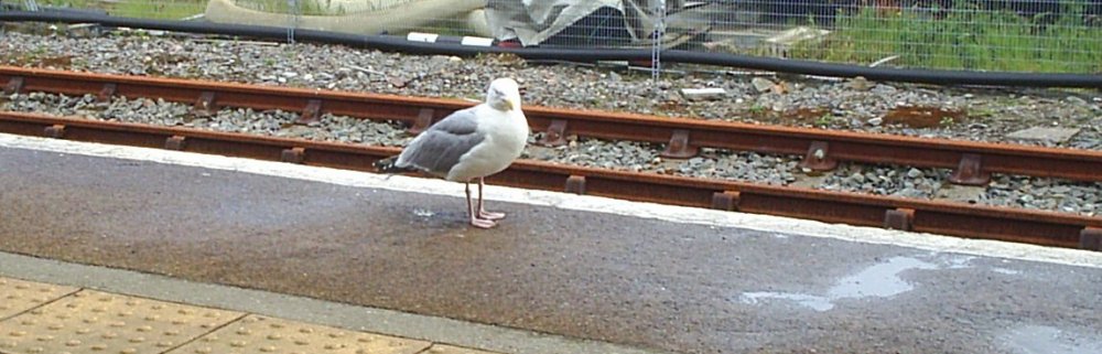 just me and seagull waiting for the mid-day train at Kyle of Lochalsh station!