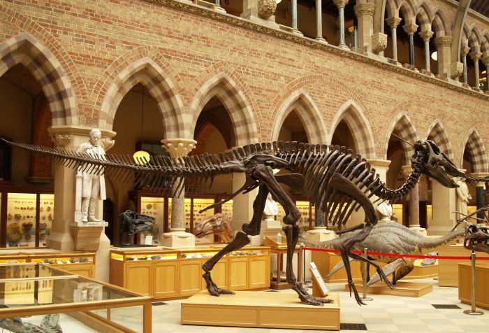 dinosaur skeleton fossil fast moveing carnivore gcse biology igcse O level revision