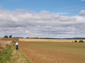 After Nettle Dale you turn north to head for Wethercote Lane along a track with sweeping open views of grain crops and the distant moorlands of North Yorkshire - Walking from Sutton Bank National Park Visitor Centre, North York Moors National Park, North Yorkshire, Northern England