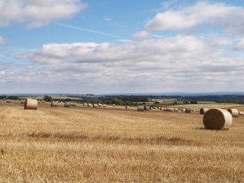 After Nettle Dale you turn north to head for Wethercote Lane along a track with sweeping open views of grain crops and the distant moorlands of North Yorkshire - Walking from Sutton Bank National Park Visitor Centre, North York Moors National Park, North Yorkshire, Northern England