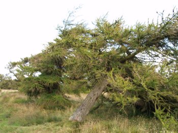 A Spruce tree blown in a westerly direction at the edge of the limestone escarpment - Walking from Sutton Bank National Park Visitor Centre, North York Moors National Park, North Yorkshire, Northern England