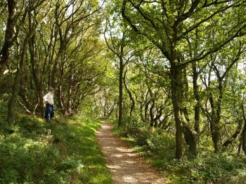 a small wood of mainly silver birch and a few oak trees - Walking from Sutton Bank National Park Visitor Centre, North York Moors National Park, North Yorkshire, Northern England