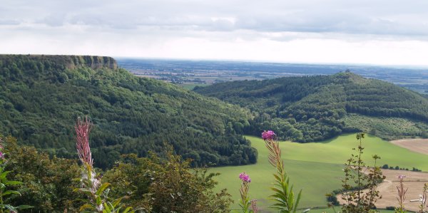 Just before returning to the Sutton Bank National Park visitor centre your last views are of the impressive cliffs of Roulston Scar in the distant left of the picture. - Walking from Sutton Bank National Park Visitor Centre, North York Moors National Park, North Yorkshire, Northern England