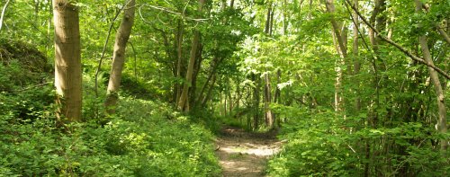 A great variety of dense or open woodland now ensues on the walk.