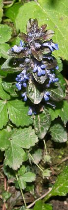 bugle