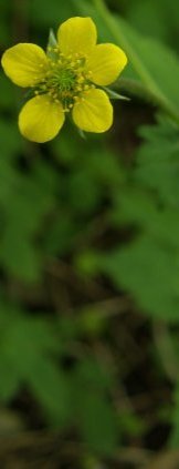 herb bennet (wood avons)