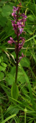 early purple orchid