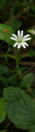greater/lesser? stitchwort