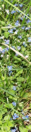 speedwell