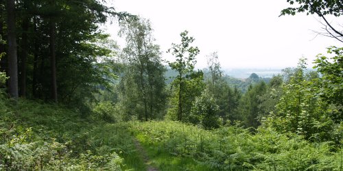 Mixed woodland.