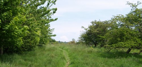 More open woodland.