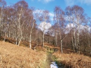 The Danby-Castleton Park Wood of Downy birch trees