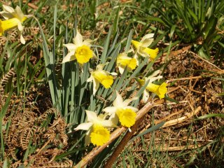 The beautiful wild daffodils of Farndale, North Yorkshire