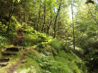 The up through Botton Woods - Botton Community, Danby Dale, North York Moors, North Yorkshire, England