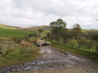 Bringing down the sheep near Bow Hall Farm