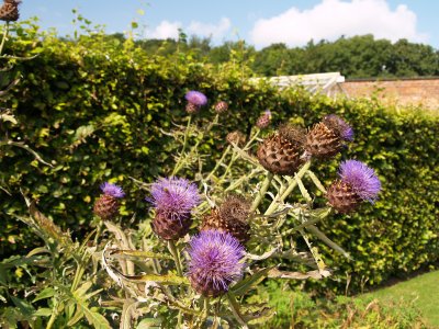 Walled Garden, Scampston Village, North Yorkshire, Northern England