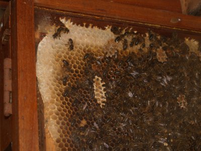Display beehive, honeycomb, honey and bees, Walled Garden, Scampston Village, North Yorkshire, Northern England