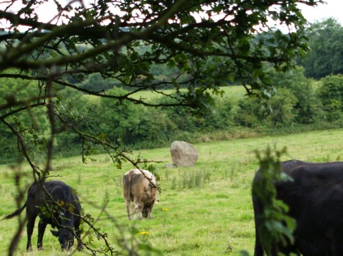 Down in the field below there seems to be a standing stone in amongst the cows!