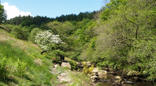 You follow the river bank of Wheeldale Beck climbing gently upwards.