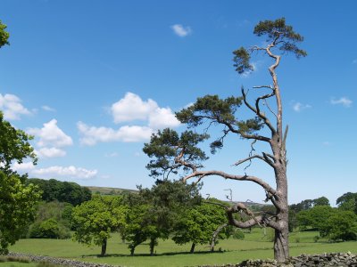 Near Wheeldale Lodge (once a YHA youth hostel), what remains alive of this old Scots pine is growing down wind!