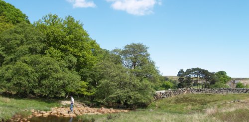 Wheeldale Beck is crossed by stepping stones, whose orange-brown colouration betrays the iron in the stones.