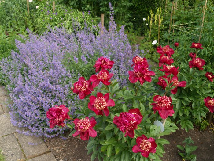 Newby Hall Gardens