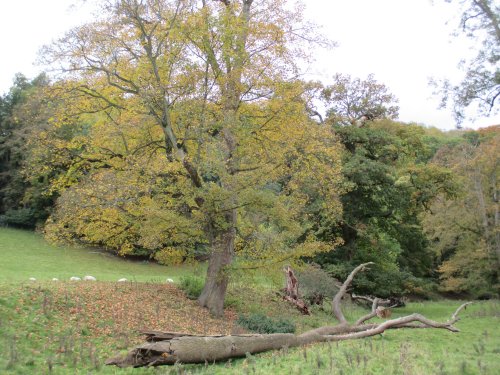 Walking around Duncombe Park Estate