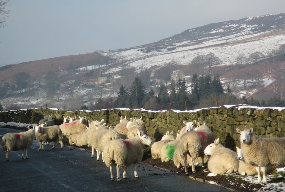 winter scene of sheep on Ainthorpe Lane, Ainthorpe, North Yorkshire