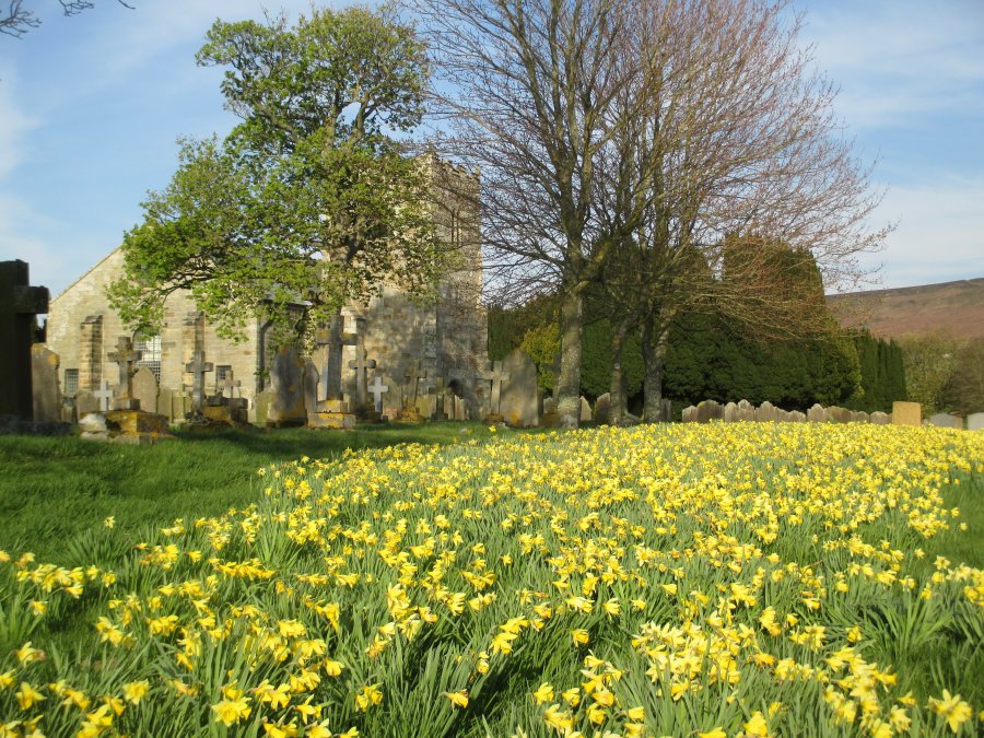 Daffodils in spring time graveyard St Hilda's Church, Danby Dale, North Yorkshire