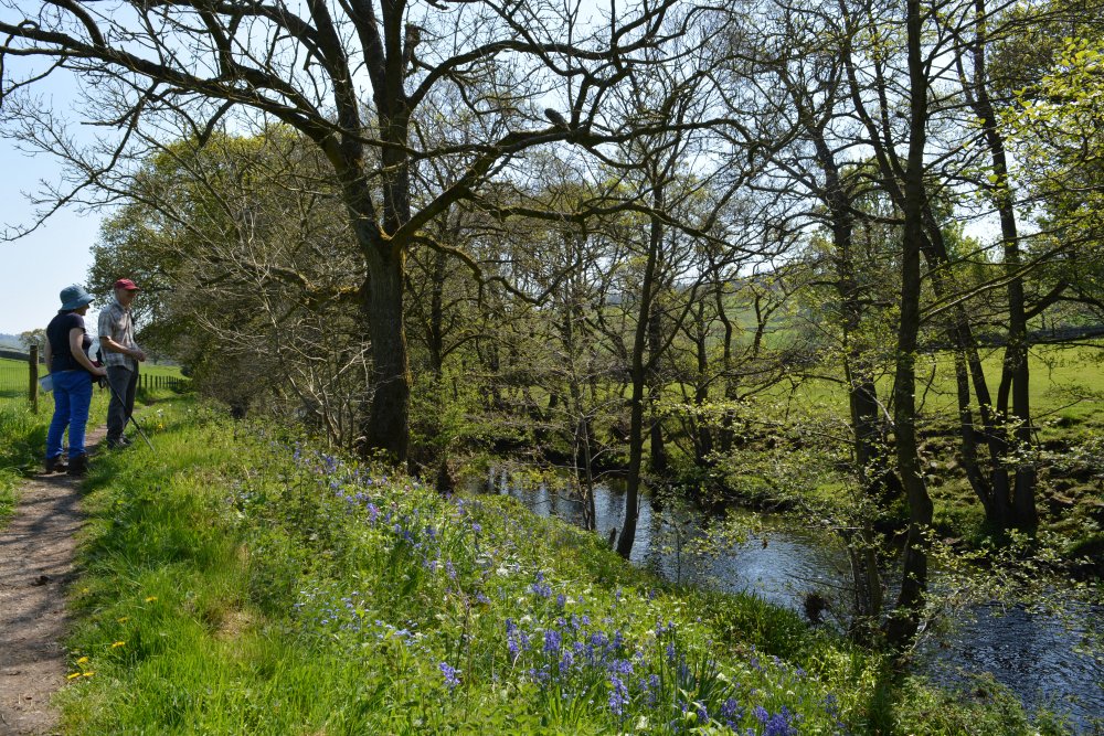 Nidderdale walking Pateley Bridge circular walk via Glasshouses & River Nidd
