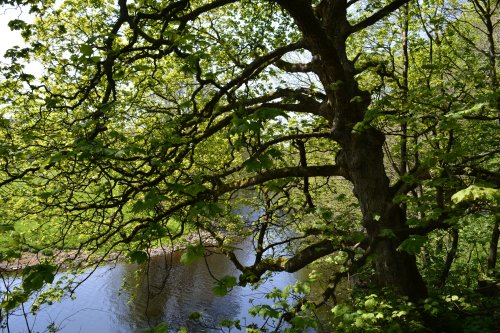 Pateley Bridge circular walk via Glasshouses & River Nidd
