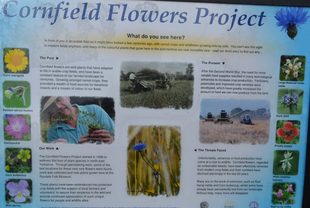 Cornfield Flowers Project Ryedale Folk Museum