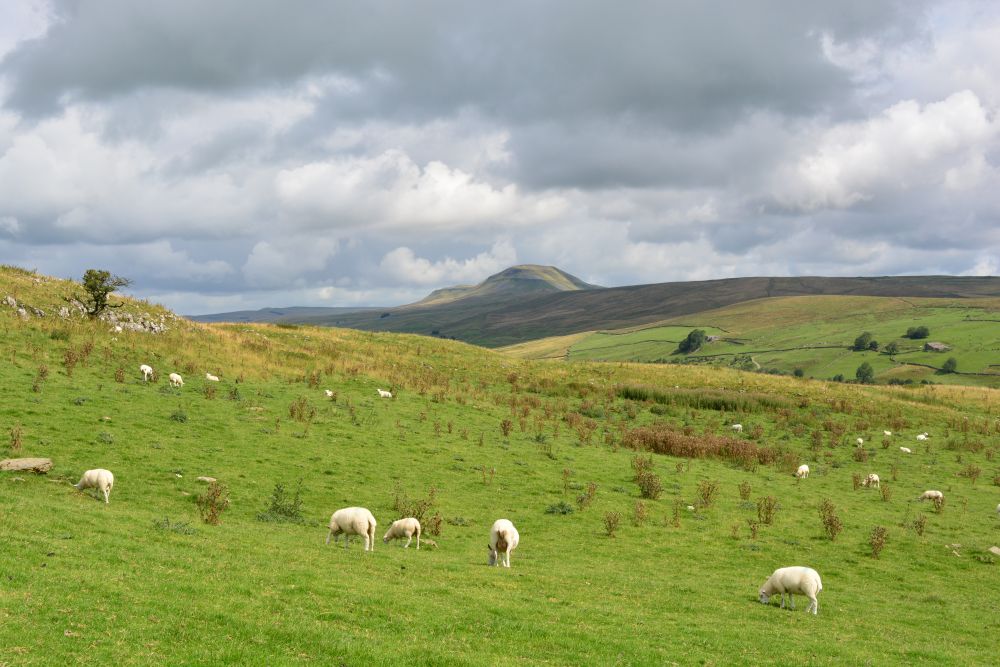 View of Pen-y-ghent and the Ribble valley circular walk, Yorkshire Dales