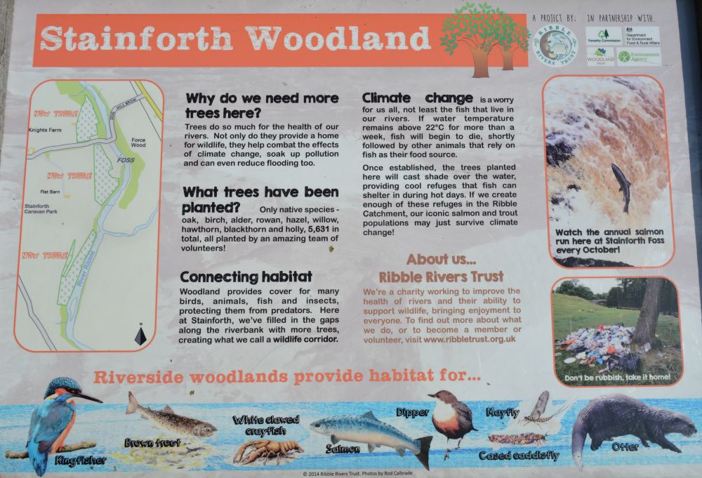 Stainforth Woods conservation project circular walk, Yorkshire Dales