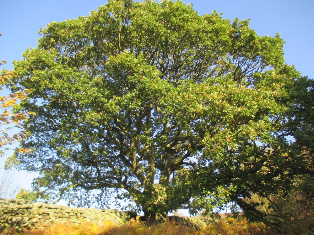 wonderful Sessile oak in Danby Park Wood, North Yorkshire