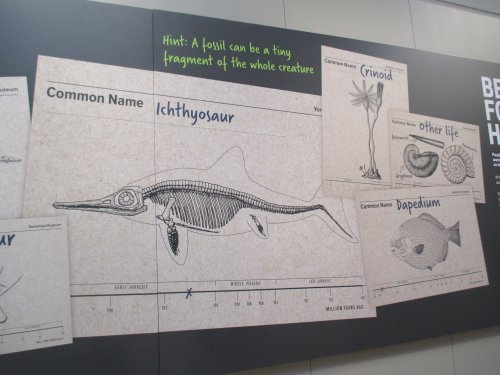 Jurassic Yorkshire Exhibition in the Yorkshire Museum, York in 2019