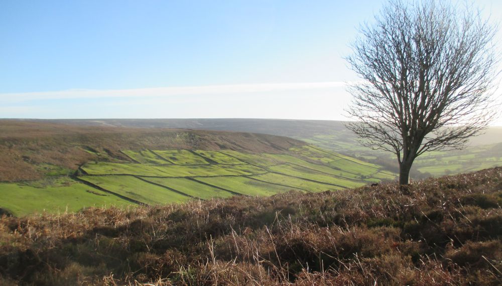 The field systems in Farndale, North Yorkshire, England