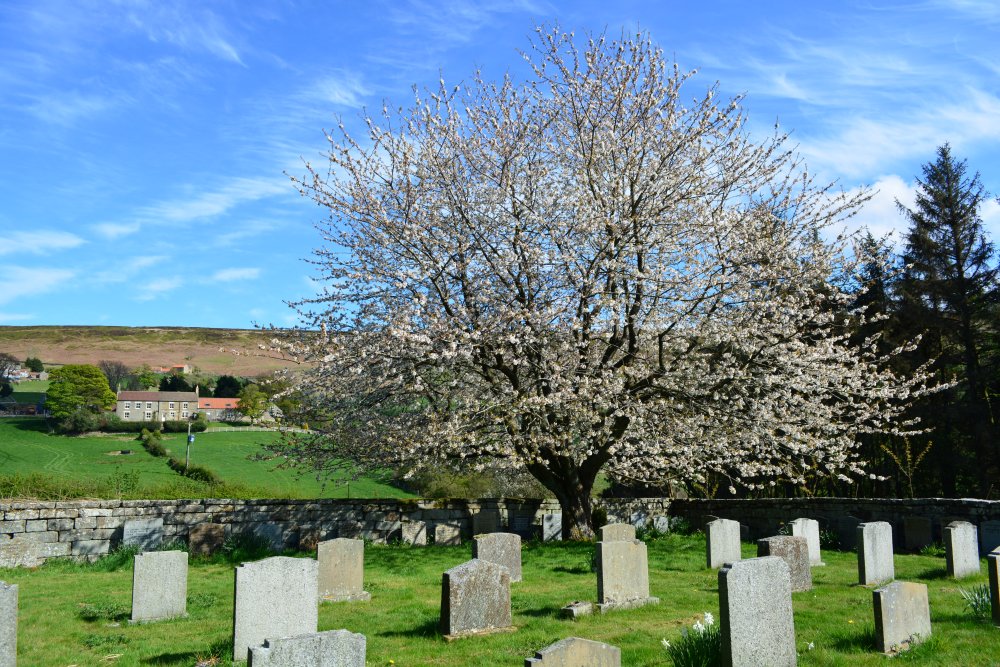Church House Farm beyond the cherry blossom in the graveyard of St Hilda's Church, Danby Dale, North Yorkshire, England