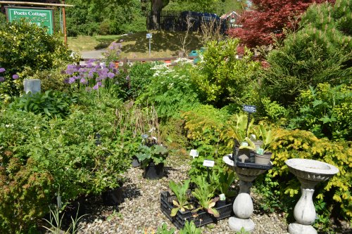 Poets Cottage Shrub Nursery, Lealholm village, North Yorkshire, England