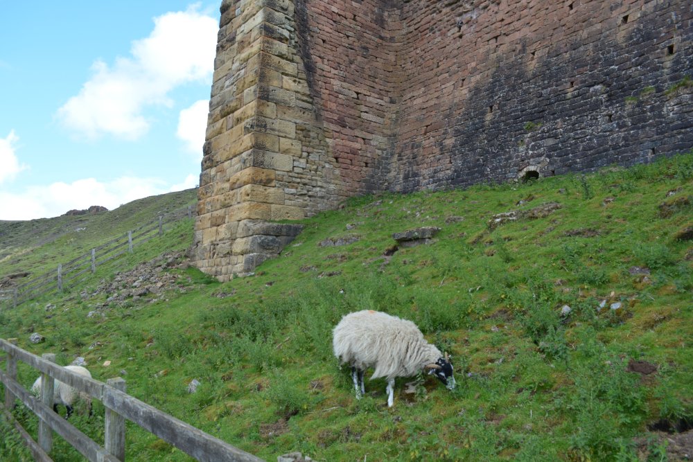 sheep grazing by the old kilns Rosedale Circuit Walk, North Yorkshire, England
