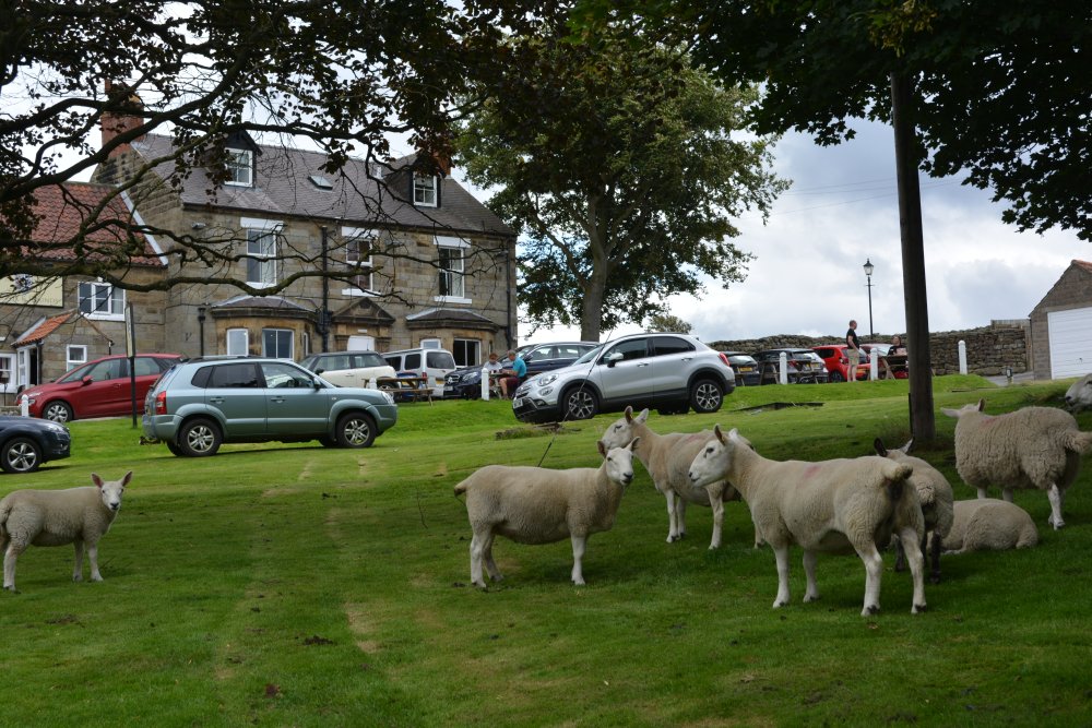 Sheep on the green by the Fox and Hounds pub in Ainthorpe village hamlet, North Yorkshire, England