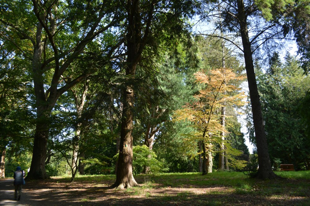 great for woodland walks Thorp Perrow Arboretum & Bird of Prey & Mammal Centre, North Yorkshire, England