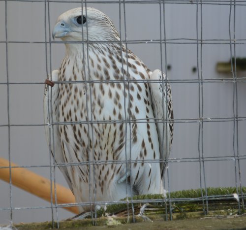 image of Gyr falcon (Falco rusticolus)Thorp Perrow Arboretum & Bird of Prey & Mammal Centre, North Yorkshire, England