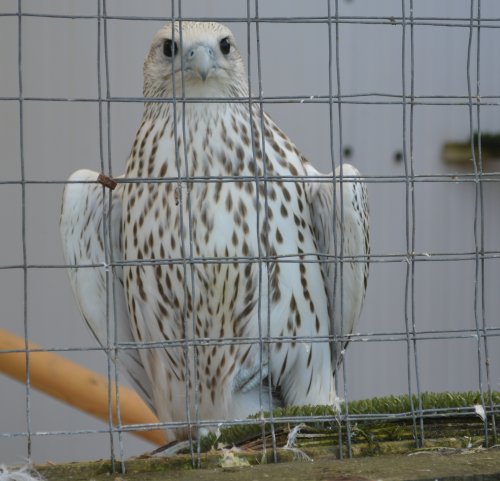 photograph of  Gyr falcon (Falco rusticolus) Thorp Perrow Arboretum & Bird of Prey & Mammal Centre, North Yorkshire, England