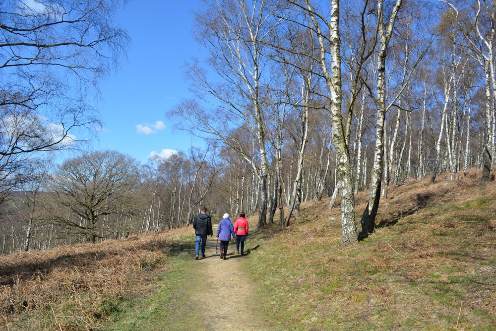 Walking in Danby Park Wood, early spring 2021, across the Esk Valley from Castleton Village, North Yorkshire, England