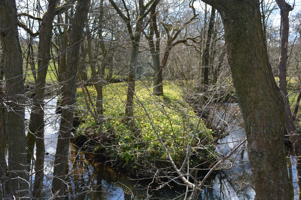 'island of daffodils' on the River Dove Daffy Walk, Farndale, North Yorkshire, England